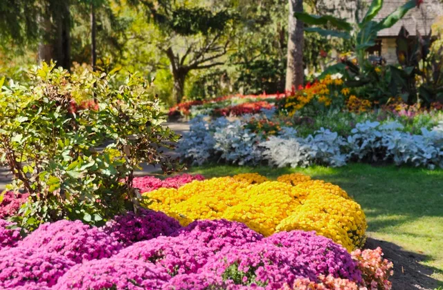 Créer un massif fleuri résistant à la sécheresse en Alsace