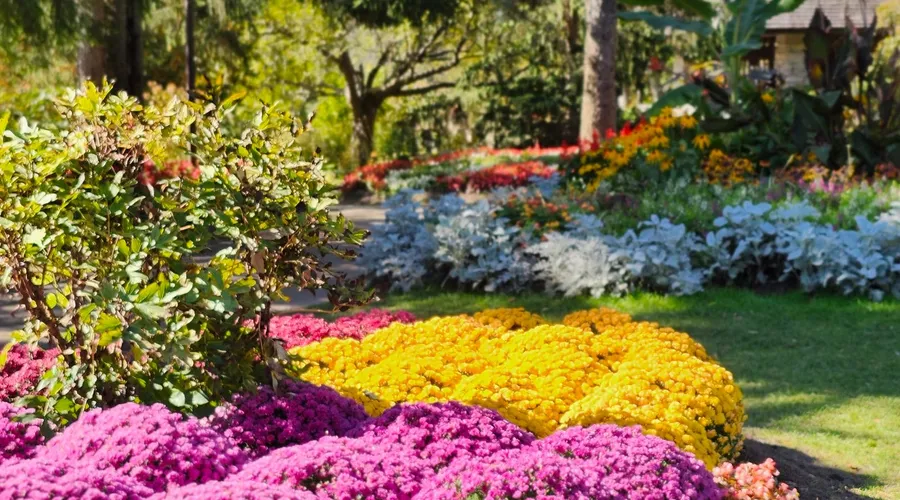 Créer un massif fleuri résistant à la sécheresse en Alsace