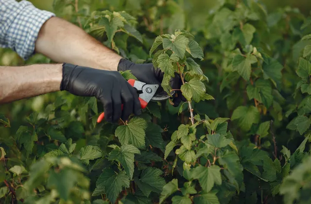 Bien choisir son taille-haie : le guide du jardinier