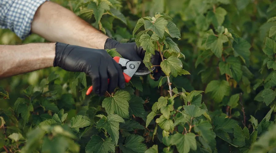 Bien choisir son taille-haie : le guide du jardinier