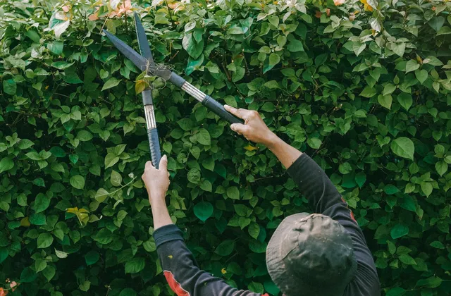 Quand tailler ses haies en Alsace ? Le calendrier du jardinier