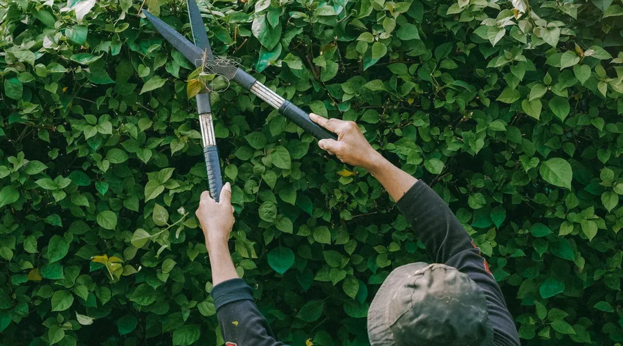 Quand tailler ses haies en Alsace ? Le calendrier du jardinier