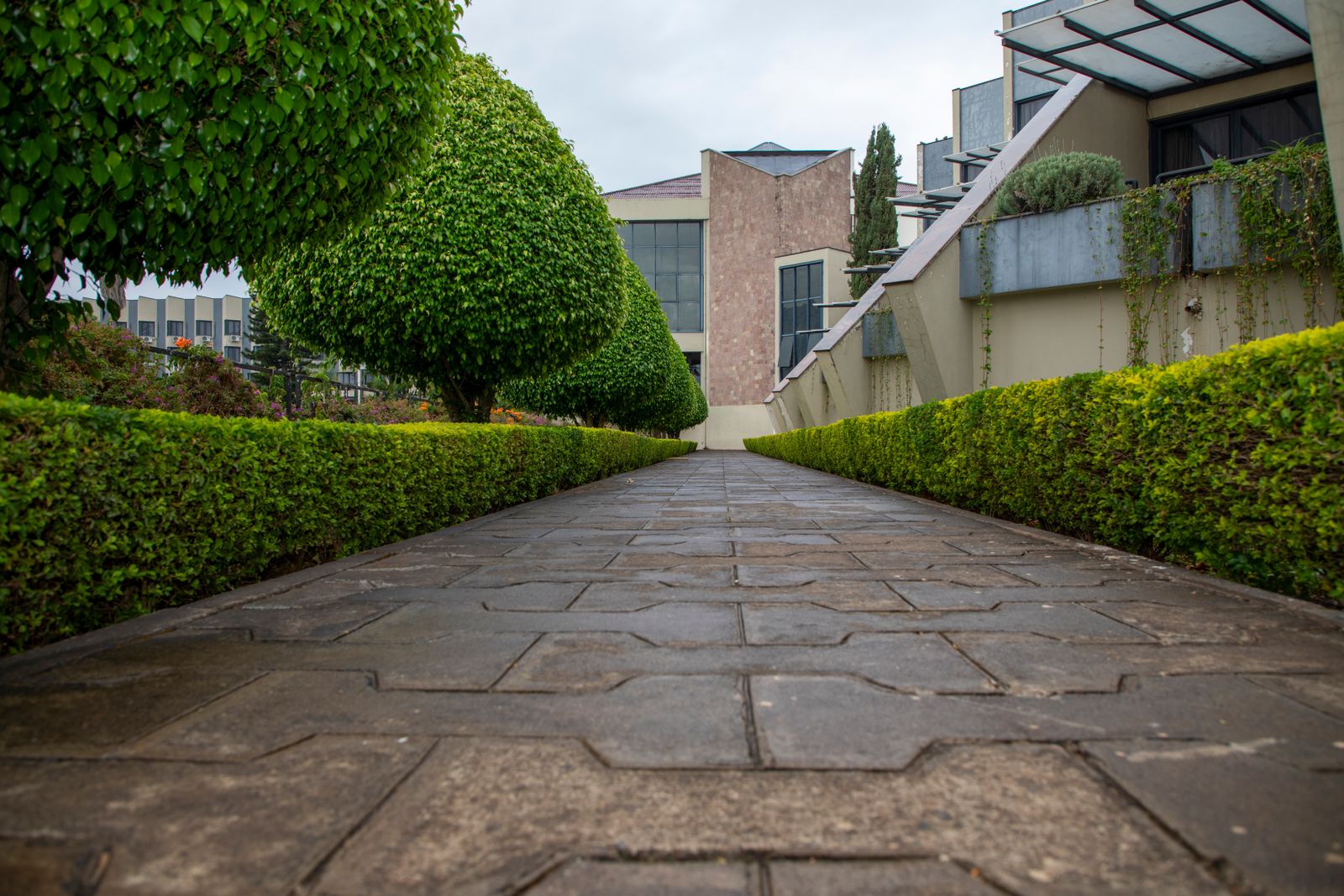 Allée pavée bordée de haies taillées