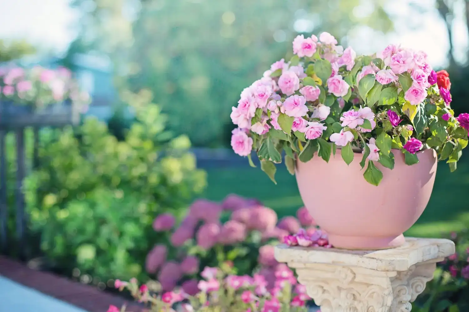 Composition de rosiers et vivaces