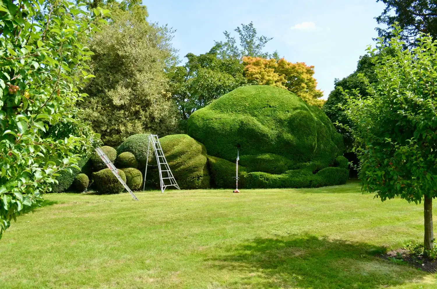 Arbustes & topiaires